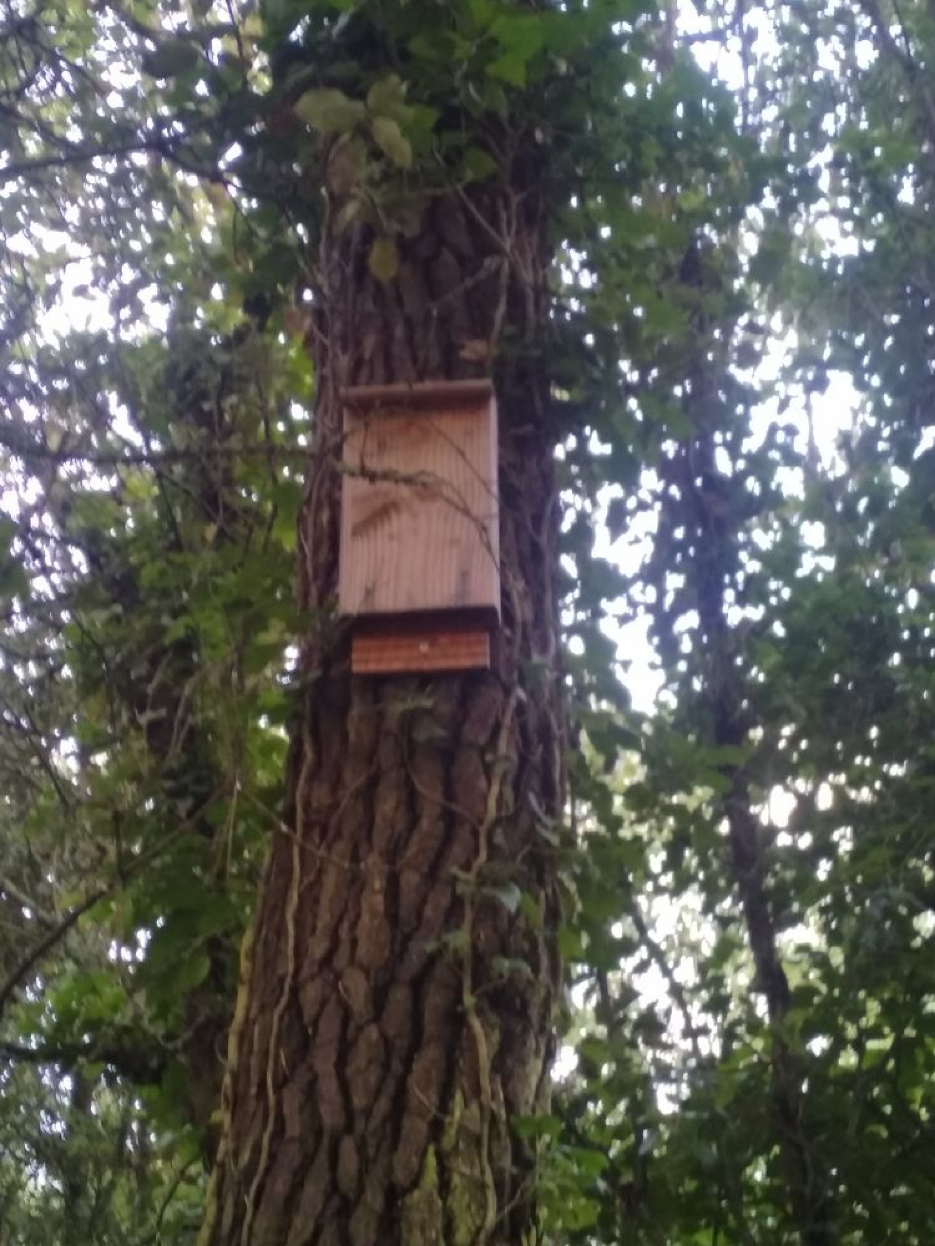 Nichoir à chauve souris