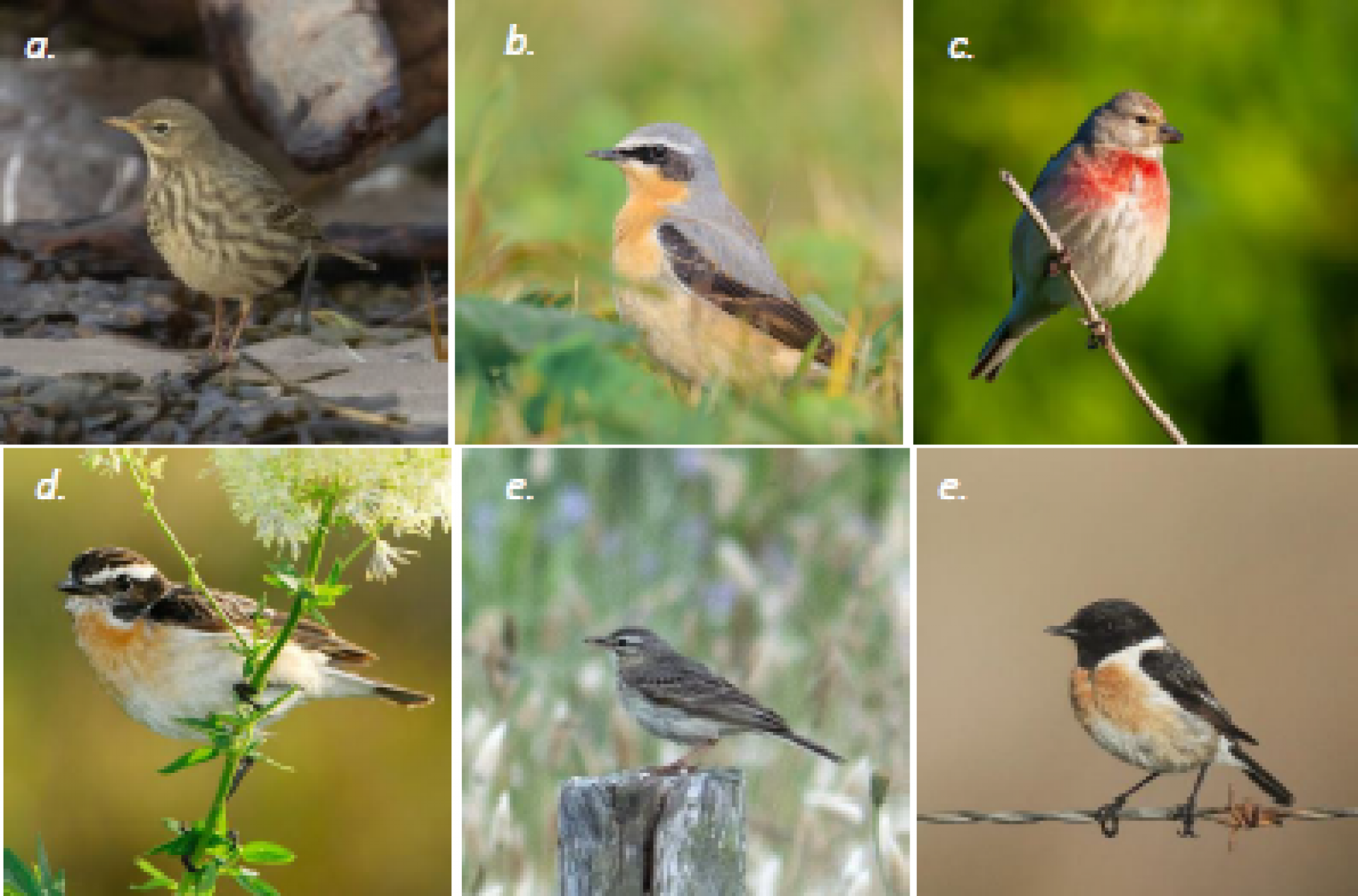 a. Pipit maritime (Anthus petrosus), Dunn D., Ex situ. b. Traquet motteux (Oenanthe oenanthe), Meertins S., Ex situ. c. Linotte mélodieuse (Linaria cannabina), Balagula Y., Ex situ. d. Tarier des prés (Saxicola rubetra), Viard M., Ex situ. e. Pipit rousseline (Anthus campestris), Pénard P., In situ. f. Tarier pâtre (Saxicola rubicola), Jiguet F., Ex situ.