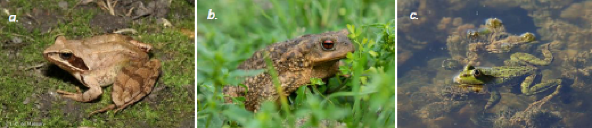 a. Grenouille agile (Rana dalmatina), de Massary J.-C., Ex situ. b. Crapaud épineux (Bufo spinosus), Wirestock, Ex situ. c. Grenouille « verte » (Pelophylax sp.), Stephane E., Ex situ.